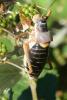 Ephippiger diurnus cunii